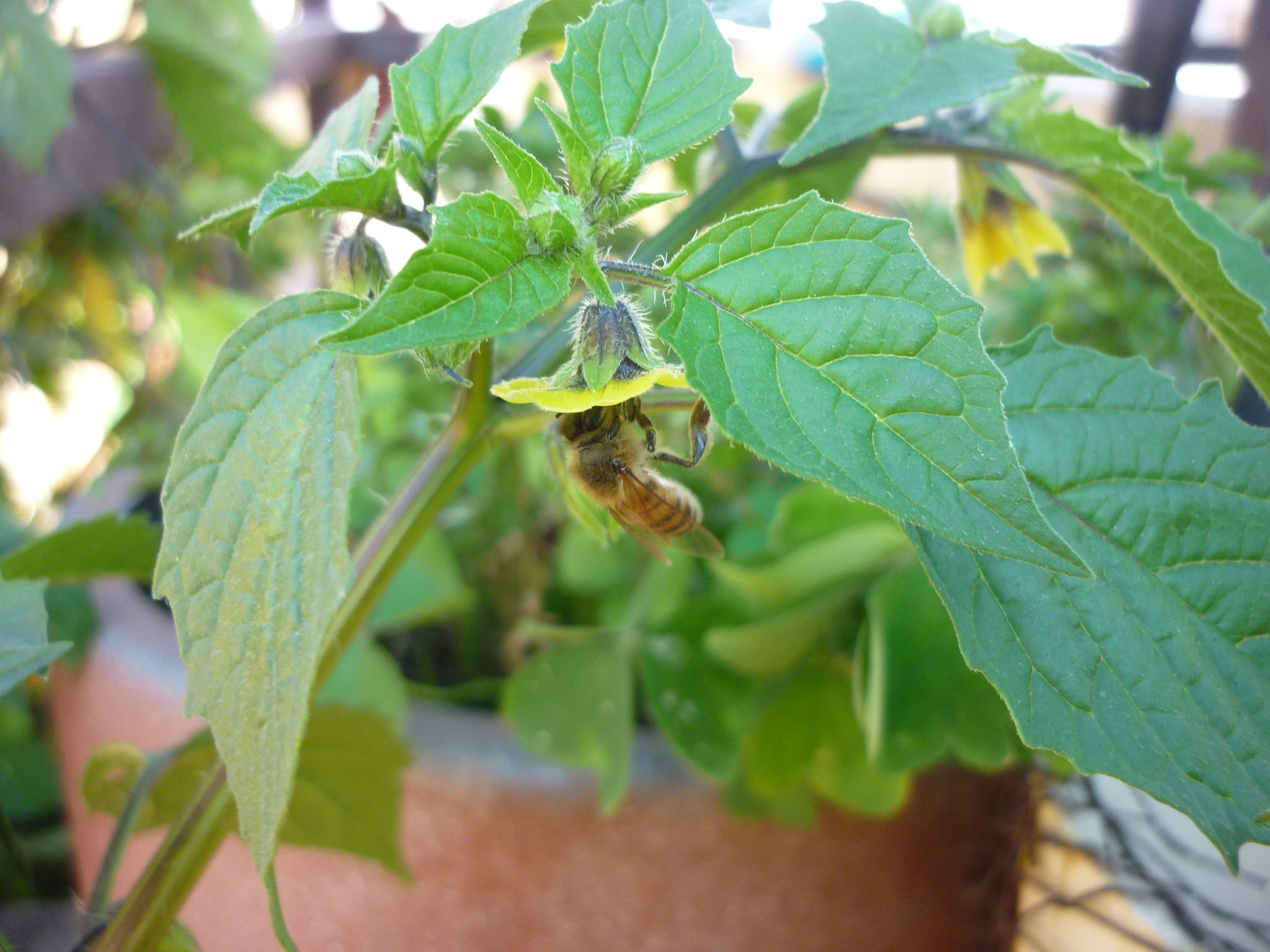 Physalis philadelphica